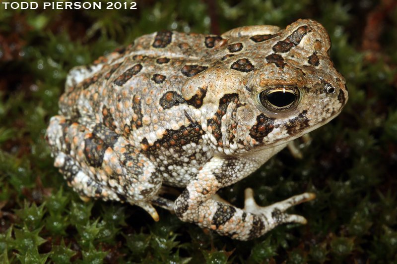 <p>Fowler's toad</p>