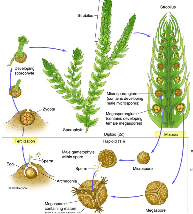 <p>Sporophytes have megasporophylls that produce megasporangia that contain megaspore mother cells (all 2N) that undergo meiosis to produce megaspores (1N) Sporophytes have microsporophylls that produce microsporangia that contain microspore mother cells (all 2N) that undergo meiosis to produce microspores (1N) Megaspores grow via mitosis into megagametophytes that contain archegonia that produce eggs (all 1N) Microspores grow via mitosis into microgametophytes that contain antheridia that produce sperm (all 1N) Sperm are released from antheridia and swim down the neck of an archegonium to fertilize the egg (all 1N) to produce a zygote (2N)</p>