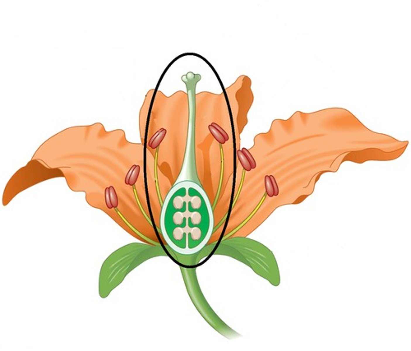 <p>Female reproductive organ of a flower; consists of ovary, stigma, and style</p>