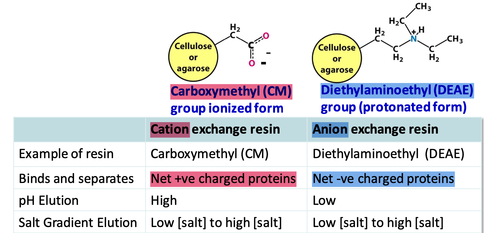 <p><strong>Carboxymethyl</strong> (CM) cation and <strong>Diethylaminoethyl</strong> (DEAE) anion</p><p>✦ pH &lt; pI → net +ve charge (binds to cation exchangers)</p><p>✦ buffers can control charge on protein and elution</p>