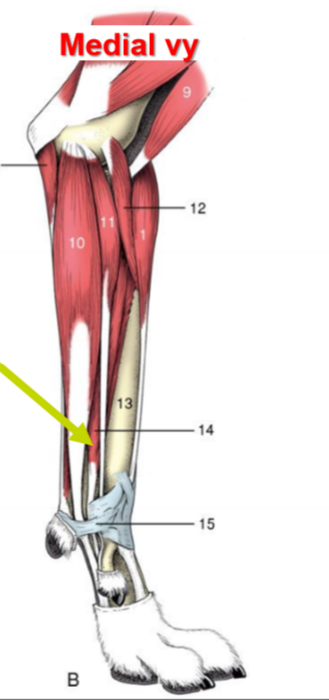 <p>O, I (ca), I (eq), F, Speciell funktion hos häst (spec F:)<br>3 delar, O för varje<br>“Del: O: x”</p>