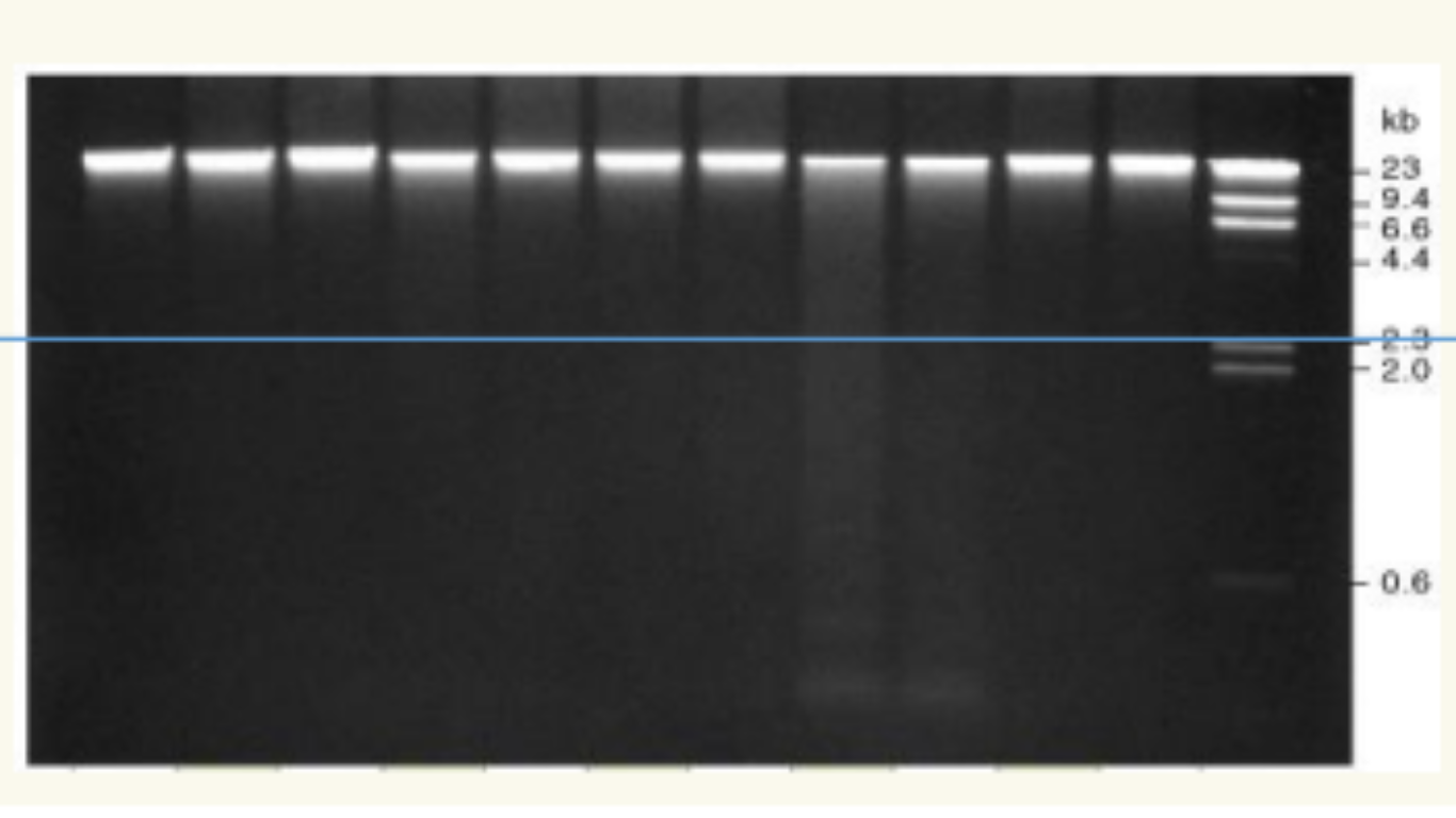 <p>name this </p><p>what is it used for in assessment of dna quality</p>