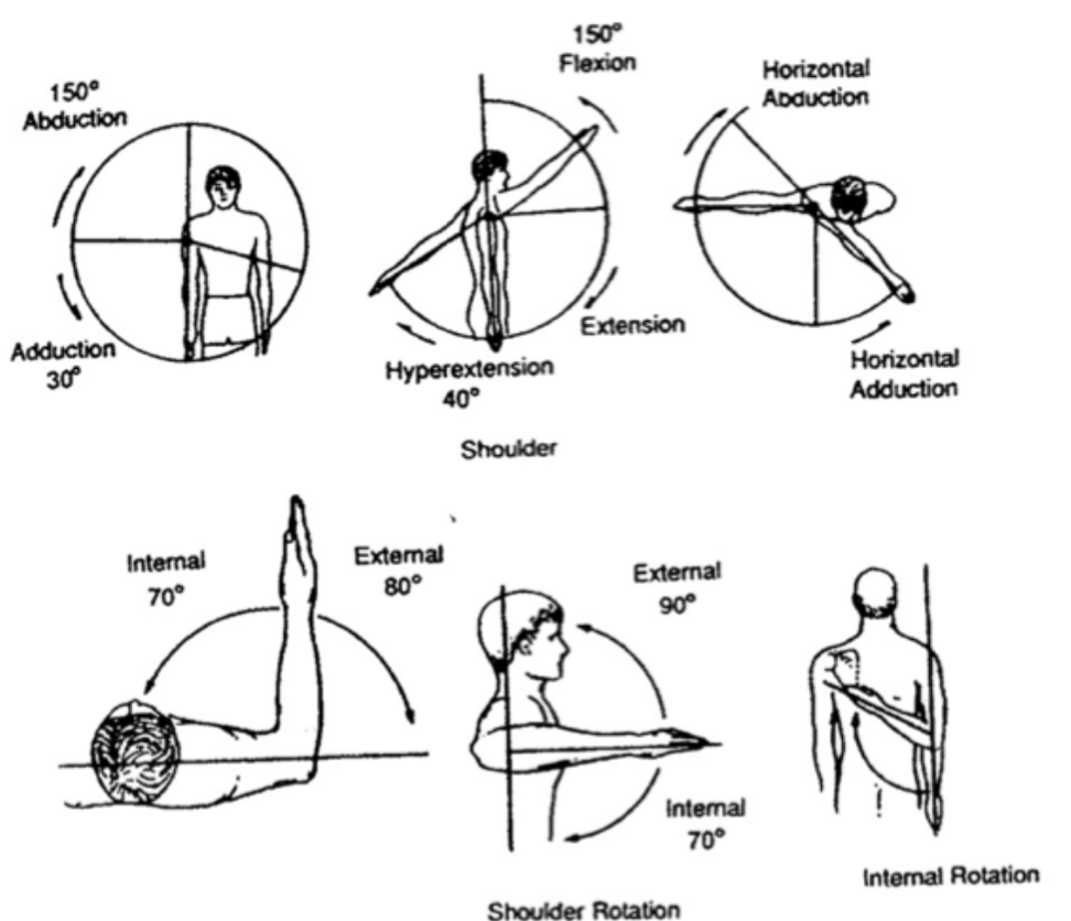 <ul><li><p><span style="font-family: Calibri, sans-serif">Flexion (150</span><span><sup>0</sup></span><span style="font-family: Calibri, sans-serif">)&nbsp;</span></p></li><li><p><span style="font-family: Calibri, sans-serif">Extension (40</span><span><sup>0</sup></span><span style="font-family: Calibri, sans-serif">)</span></p></li><li><p><span style="font-family: Calibri, sans-serif">Internal rotation (70</span><span><sup>0</sup></span><span style="font-family: Calibri, sans-serif">)</span></p></li><li><p><span style="font-family: Calibri, sans-serif">External rotation (80</span><span><sup>0</sup></span><span style="font-family: Calibri, sans-serif">)&nbsp;</span></p></li><li><p><span style="font-family: Calibri, sans-serif">ABduction (150</span><span><sup>0</sup></span><span style="font-family: Calibri, sans-serif">)</span></p></li><li><p><span style="font-family: Calibri, sans-serif">ADduction (30</span><span><sup>0</sup></span><span style="font-family: Calibri, sans-serif">)</span></p></li></ul><p></p>