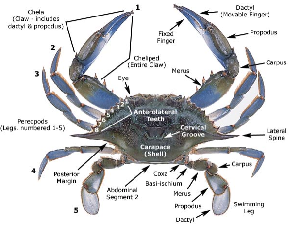 <p>Males are larger. Females have a darker abdomen on ventral side and more pairs of pleopods</p>