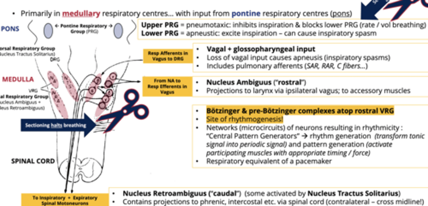 <p>-resp afferents in the vagus nerve are sent to the DRG</p><p>- also pulmonary afferents communicate here (SAR, RAR, C fibres)</p>