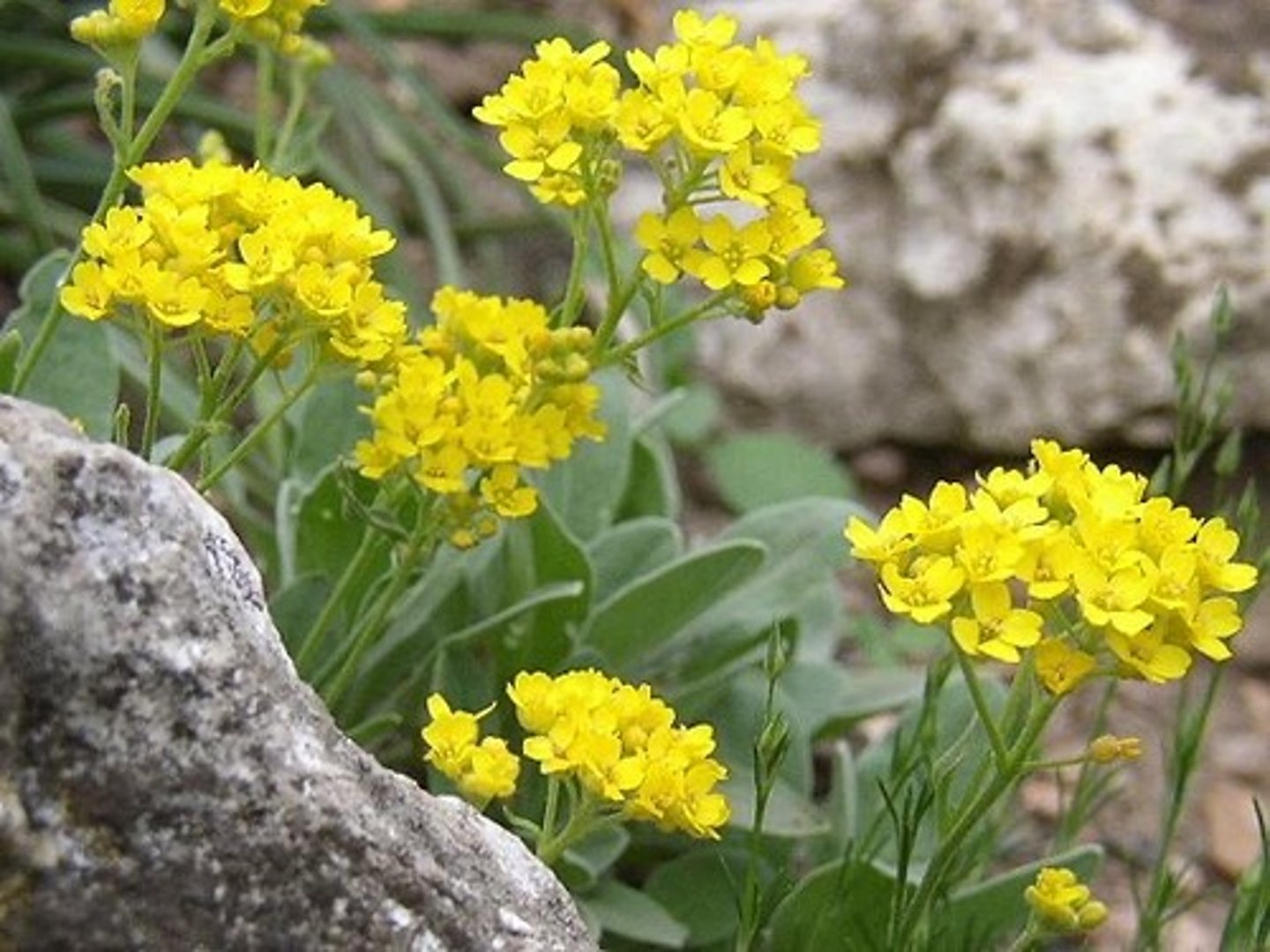 <p>smagliczka skalna (kapustowate)</p>