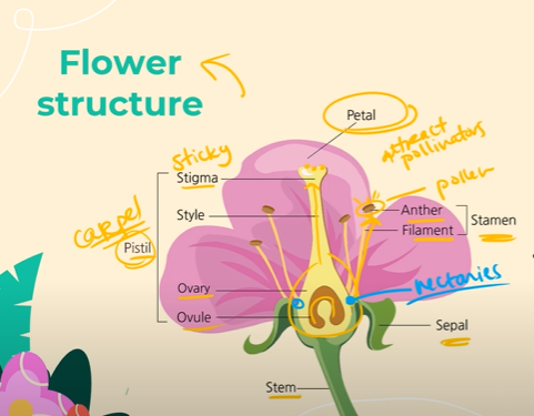 <p>Petals = attract pollinators</p><p>Stamen = the male part of the flower that consists of the anther and the filament.<br>The anther is where pollen is produced, and inside the pollen grains are sperm cells; <br>The filament holds  the anther up high so that when a pollinator comes along, the pollen grains will stick to the pollinator<br><br>The Pistil (aka Carpel) - the female part of the flower, contains the stigma, the style, the ovary, and the ovule. <br>The stigma is sticky, so that the pollen grains will actually stick to it; <br>The style holds the stigma up so that the pollinators carrying the pollen grains will actually reach it. <br>In the ovary, there are ovules, where eggs are produced, and fertilization will occur, and seeds will eventually develop.<br><br>Sepals = leaves that protect the flower as its growing<br><br>Stem = sometimes contains nectaries, that secrete nectar outside of the flower</p>