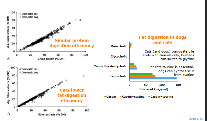 <p>Similar protein digestion efficiency</p><p>Cats have a lower fat digestion efficiency</p><p>Fat digestion in dogs and cats</p><ul><li><p>Cats and dogs conjugate bile acids with taurine only; humans can switch to glycine</p></li><li><p>For cats, taurine is essential, dogs can synthesise it from cystine</p></li></ul><p>Dogs and cats lack salivary amylase<span style="color: rgb(255, 255, 255);"><span><br></span><span>Amylase activity (U/g ww) Reference</span><span><br></span><span>Pancreas Small intestine</span><span><br></span><span>Cat 70 20-50 Kienzle, 1988</span><span><br></span><span>Dog 3000 50-600 Kamphues, 1987</span><span><br></span><span>Wean piglet 3500 400-600 Kienzle, 1987</span><span><br></span><span>Horse 350 10-40 Radicke, 1990</span><span><br></span><span>Sheep 1100 2 Kienzle, 1987</span></span></p><p></p>