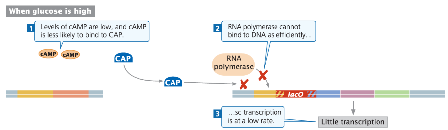 <p><strong>cAMP Levels</strong><br>āHigh glucose ā cAMP levels are very low</p><p><strong>CAP-cAMP Complex</strong><br>āFew or no CAP-cAMP complexes form<br>āReduced binding of RNA polymerase to lac promoter</p><p><strong>Expression Outcome</strong><br>āSignificantly reduced transcription of lac operon<br>āLactose metabolism is minimized while glucose is present</p>