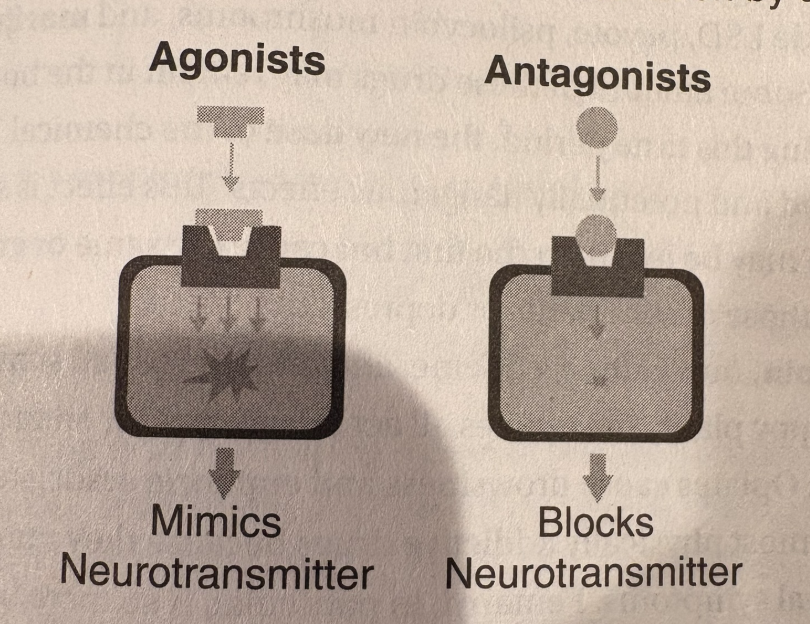 <ul><li><p>psychoactive drugs change the chemistry of the brain/body into altered state of consciousness</p></li><li><p>brain is protected from harmful chemicals in the bloodstream with thick walls surrounding the brain’s blood vessels (blood-brain barrier). molecules in these drugs are small enough to pass through and they either mimic neurotransmitters (agonists) or block neurotransmitters (antagonists) see pg 37</p><ul><li><p>some drugs prevent neurotransmitters from being REABSORBED into a neuron, aka reuptakes</p></li></ul></li><li><p>neurotransmitter levels are gradually effected which causes tolerance meaning that you want more of that drug, and also </p></li></ul><p></p>