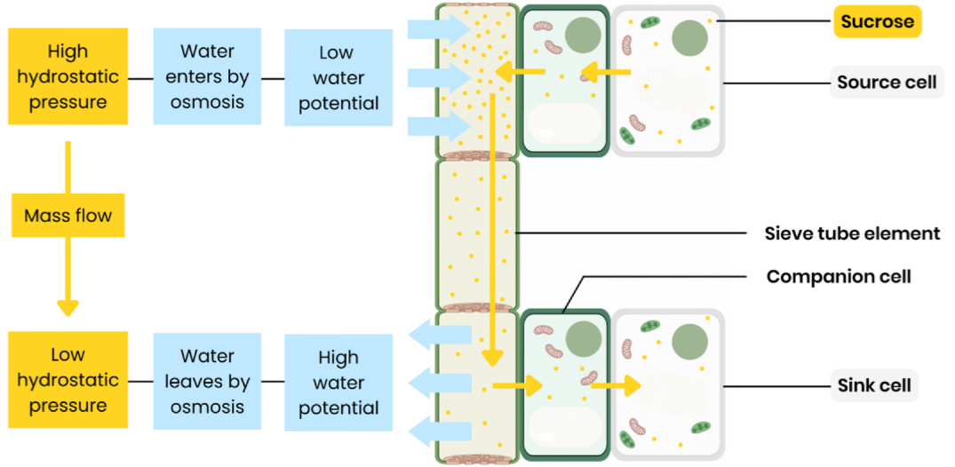 <ol><li><p>At source, sucrose is actively transported into phloem sieve tubes / cells</p></li><li><p>By companion cells</p></li><li><p>This lowers water potential in sieve tubes so water enters (from xylem) by osmosis</p></li><li><p>This increases hydrostatic pressure in sieve tubes (at source) / creates a hydrostatic pressure gradient</p></li><li><p>So mass flow occurs - movement from source to sink</p></li><li><p>At sink, sucrose is removed by active transport to be used by respiring cells or stored in storage organs</p></li></ol>