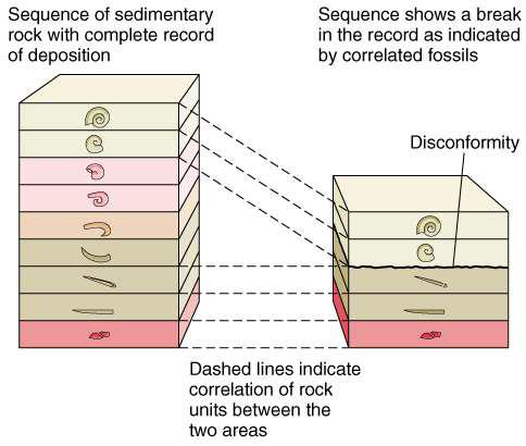 <p><span>using fossils to establish the relative ages of rocks and correlate successions of sedimentary rocks</span></p>
