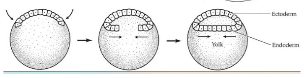 <p>Discoblastula cap forms a layer of cells underneath original </p>