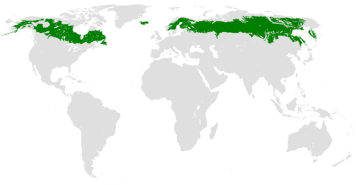 <p>La forêt boréale (ou Taïga)&nbsp;</p>
