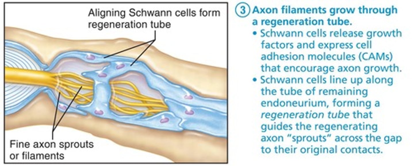 <p>axon filaments grow through this structure during regeneration</p>