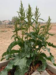 Curly Dock