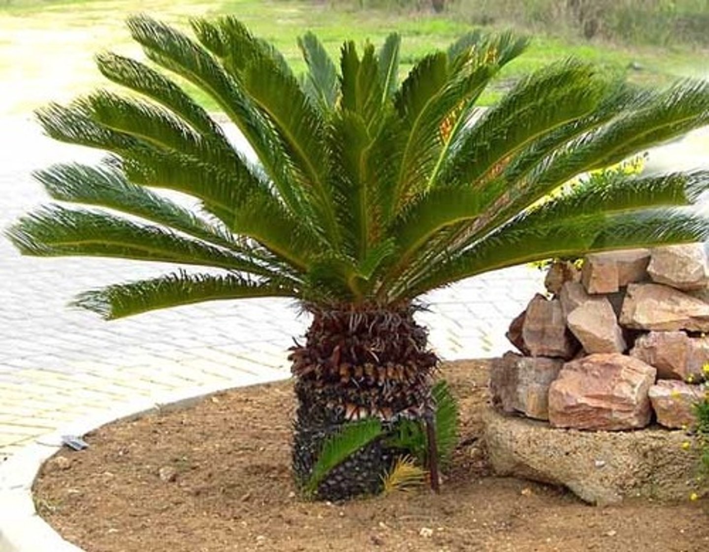 <p>Sago palm</p>