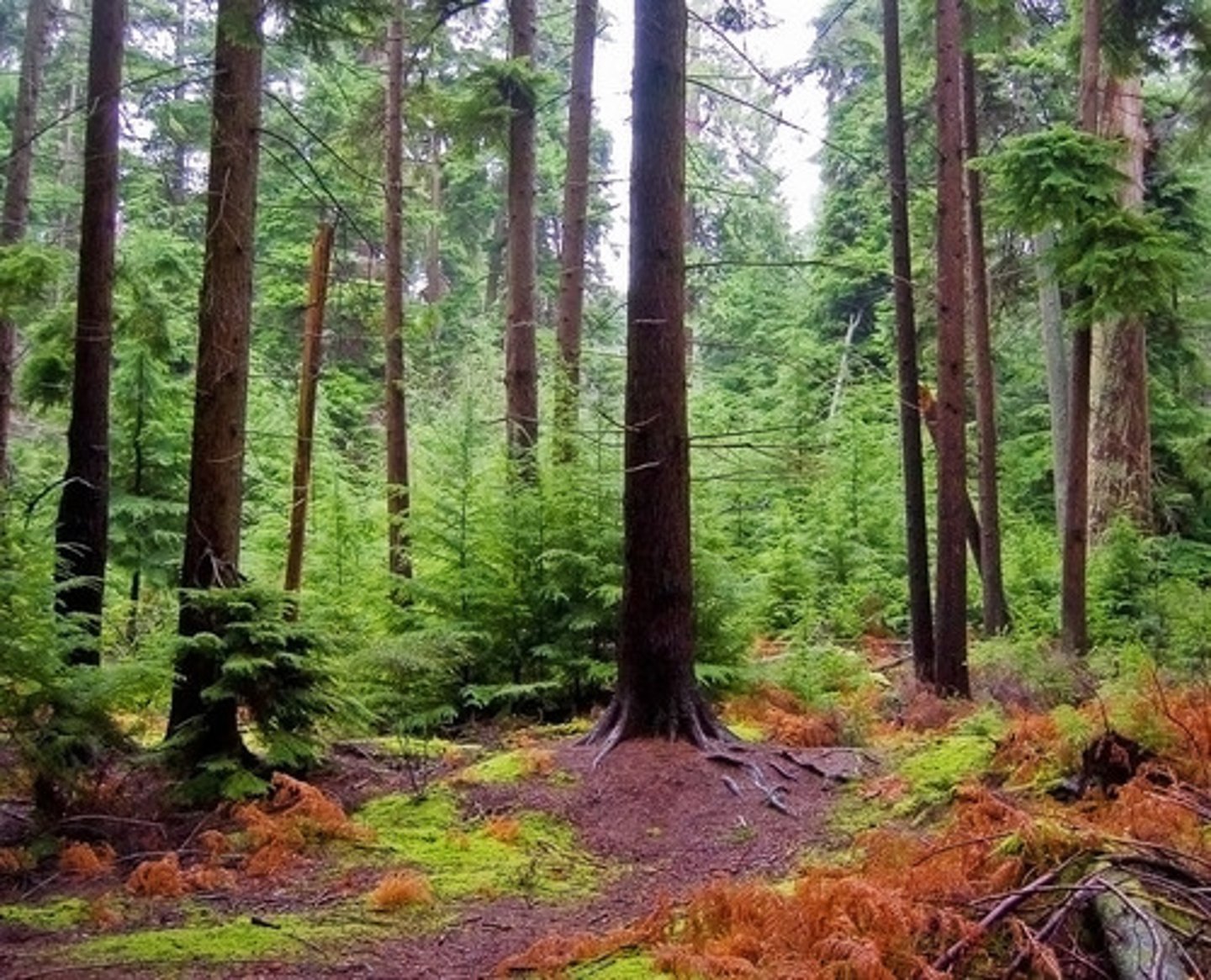 <p>forest</p>