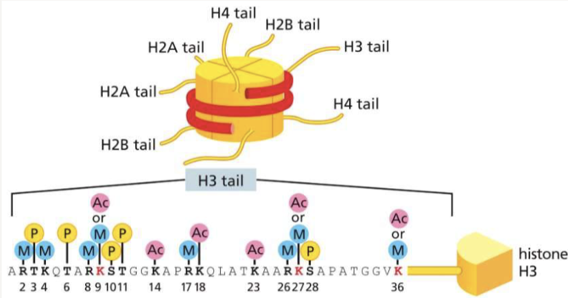 <p>add/remove chemical groups to histone tails to signal expression or silencing </p>