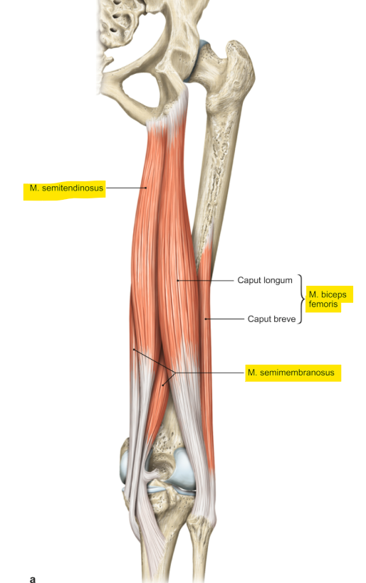 <p>m. biceps femoris (caput longum en breve)</p><p>loopt van het bekken (longum) en achterzijde femur (breve) naar de fibula</p><p>functie = extensie, exorotatie en adductie in de heup &amp; exorotatie en flexie in de knie</p>