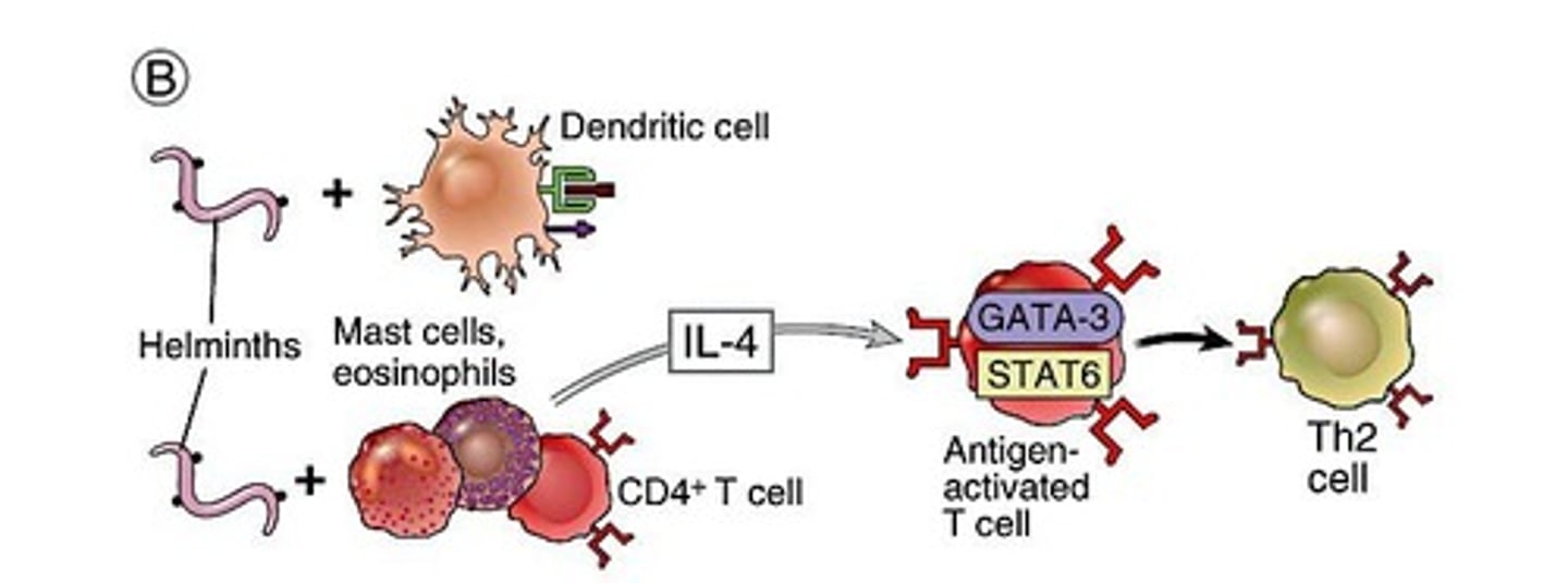 <p>TH2 cells produce IL-4, IL-13, and IL-10, which promote antibody responses.</p>