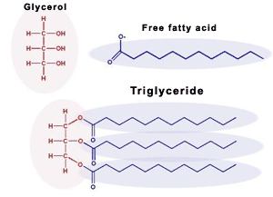 <p>A <strong>triglyceride</strong> is a type of <strong>lipid</strong> formed by the <strong>condensation reaction</strong> of <strong>one glycerol molecule</strong> and <strong>three fatty acid molecules</strong>. It serves as a major form of <strong>long-term energy storage</strong> in animals and plants and is also important for <strong>insulation and protection</strong> of organs.</p>