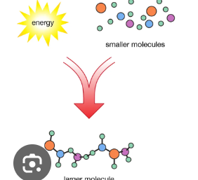 <p>Anabolism</p>