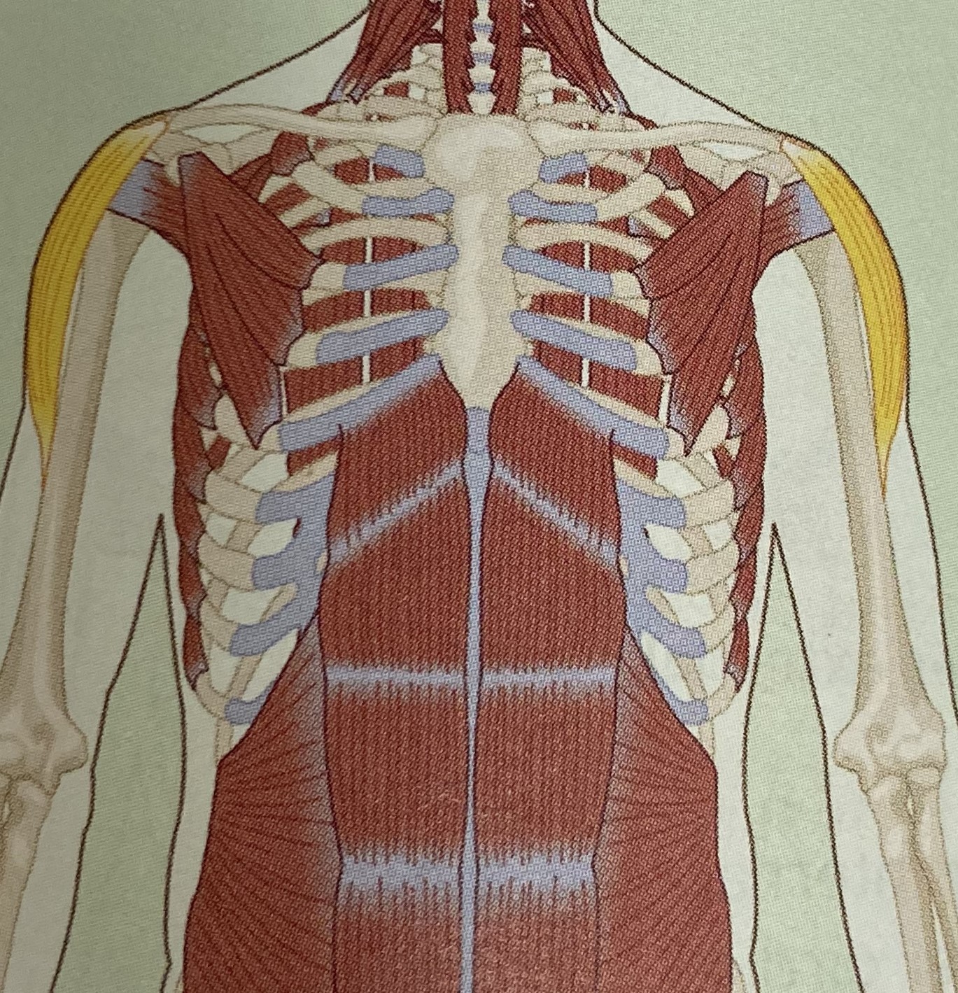 <ul><li><p>category: shoulder musculature</p></li><li><p>origin: scapula</p></li><li><p>insertion: humerus</p></li><li><p>isolated function: concentric shoulder abduction</p></li><li><p>integrated function: eccentric shoulder adduction</p></li><li><p>stabilizes </p></li></ul><p></p>