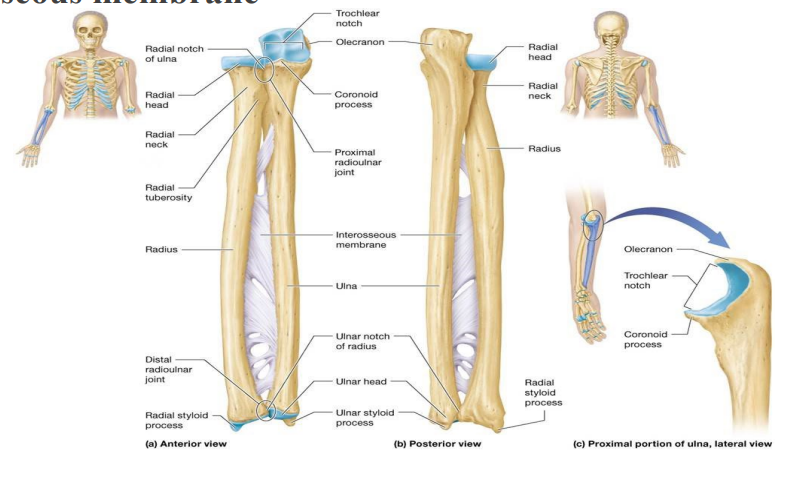 <p>Lateral radius and medial ulna; held to one another by fibrous interosseous membrane</p>