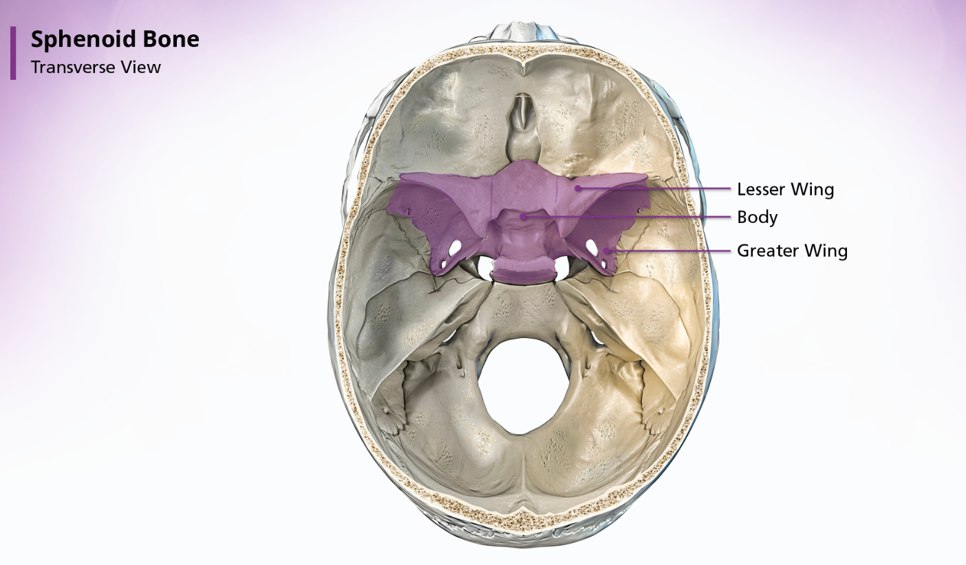 <p>The sphenoid bone is located anterior to the basilar portion of the occipital bone. When looking at the shape of the sphenoid bone, many people think it resembled a bat or a butterfly. The sphenoid bone is divided into 3 parts: the body, the greater wings, and the lesser wings.</p>