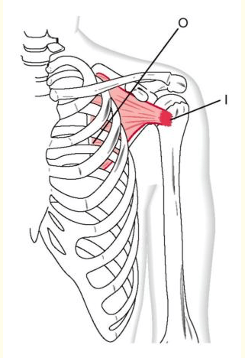 <p>rotates arm medially</p>