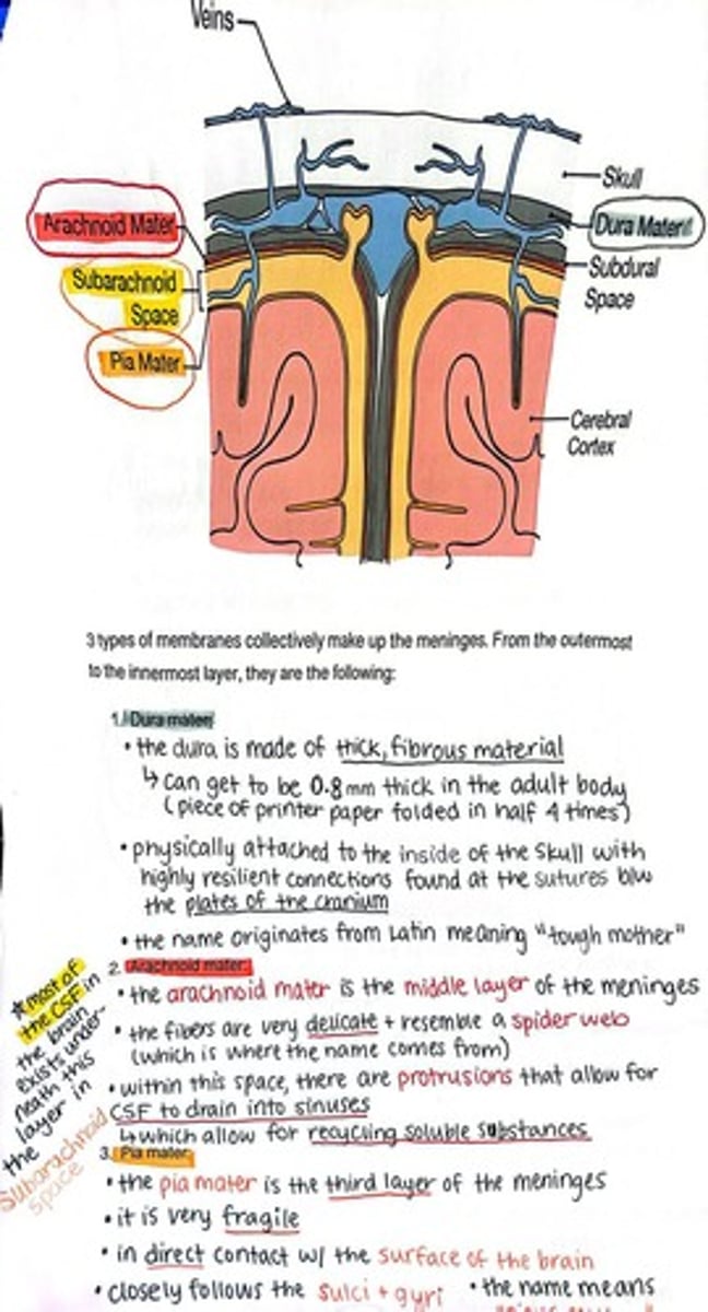 <p>Dura mater, arachnoid mater, and pia mater.</p>