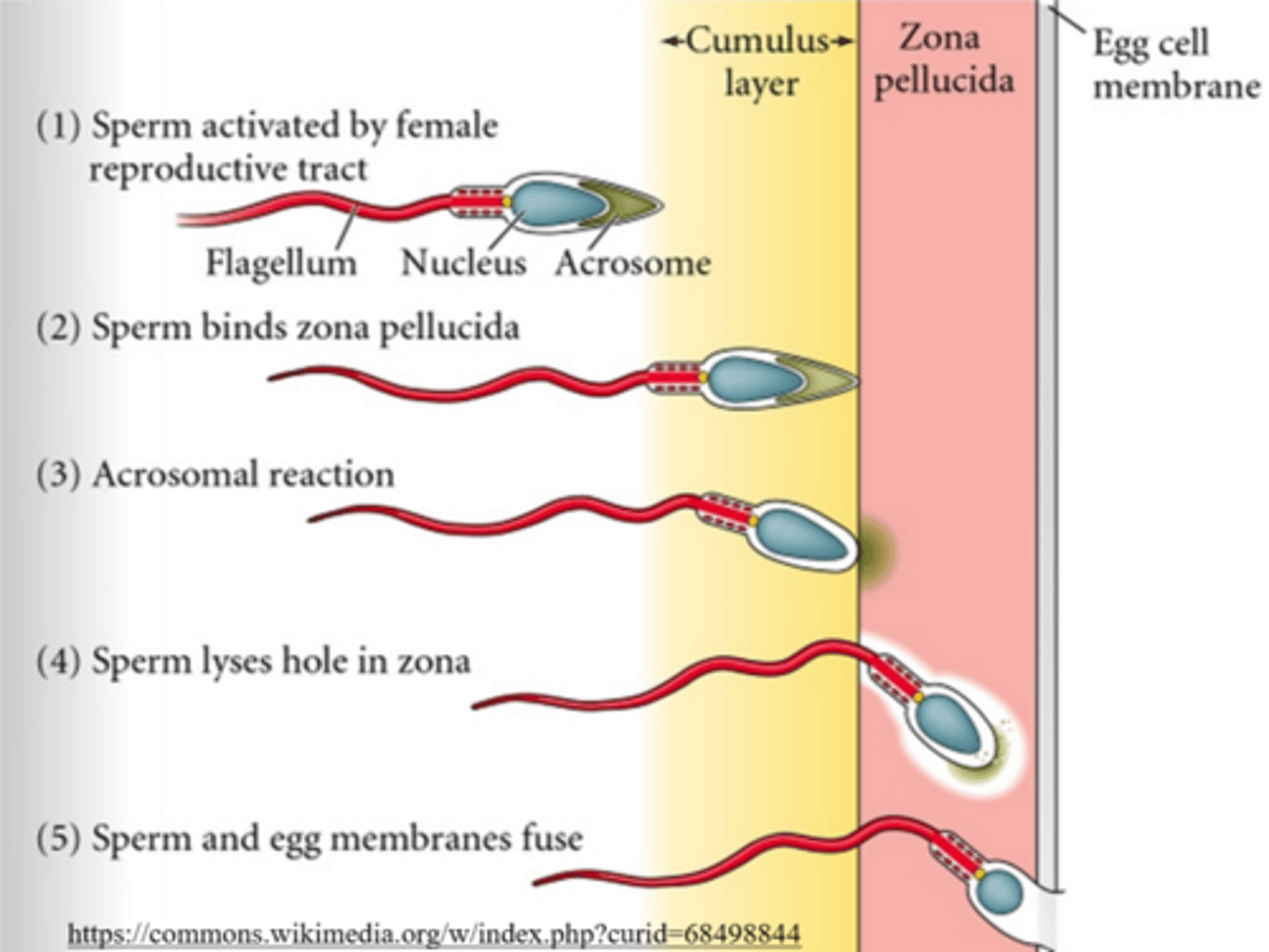 <p>acrosomal reaction; same-species fertilization</p>