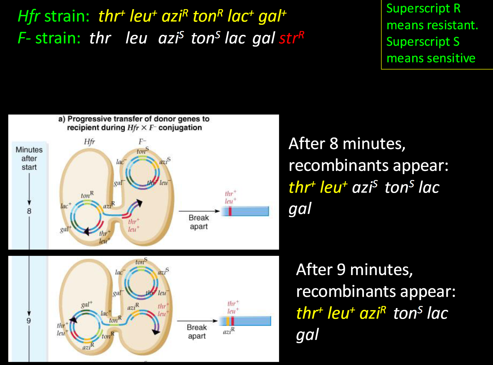 <p><span>Hfr strain: thr+ leu+ aziR tonR lac+ gal+<br>F- strain: thr leu aziS tonS lac gal strR</span></p><p></p><p><span>-After 8 minutes, recombinants appear:<br>(thr+ leu+ aziS tonS lac gal)</span></p><p><span><br>-After 9 minutes, recombinants appear:<br>(thr+ leu+ aziR tonS lac gal)</span></p>