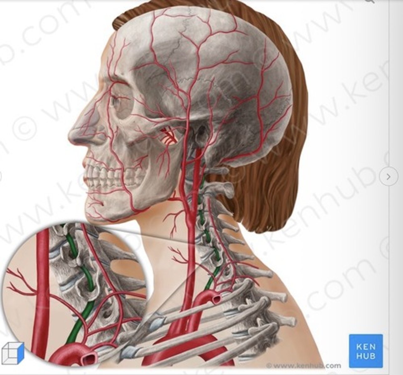 knowt flashcard image