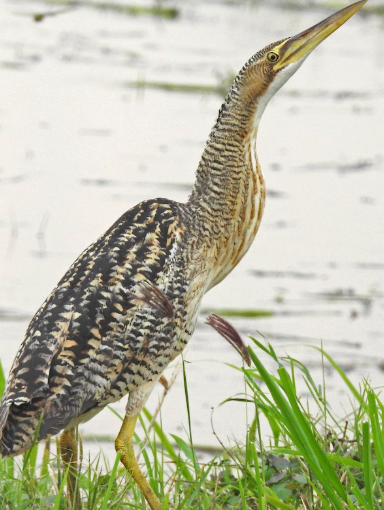 <p>What bird is this?</p>