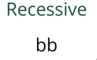 <p>Represented by a lowercase letter; only shown if both alleles are recessive (e.g. b).</p>