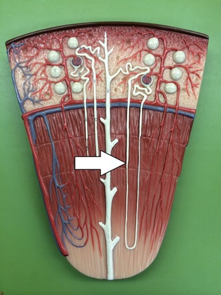 <p>Name this structure in the nephron</p>