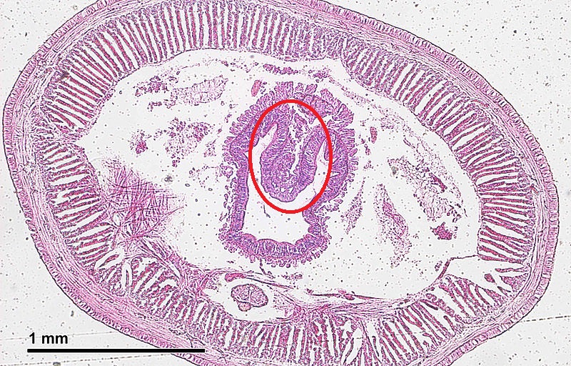 <p>what is circled here in this Olgiochaete cross section</p>