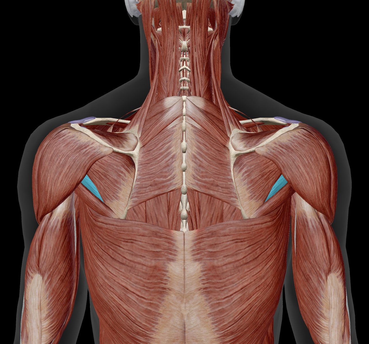 <p>innervation?</p>