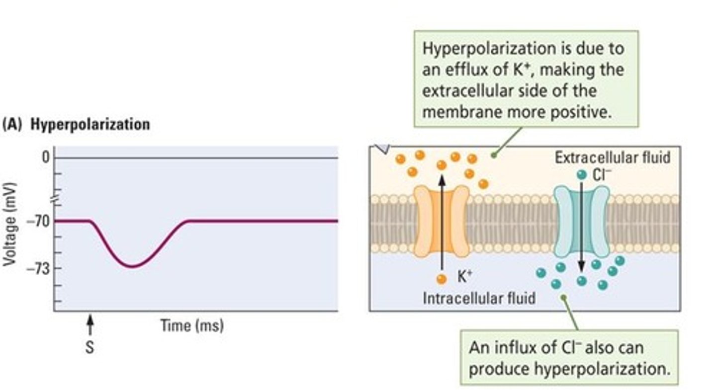 <p>The membrane potential becomes more negative due to inward flow of chloride ions or outward flow of potassium ions.</p>