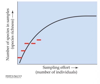 <ul><li><p>describe how the number of species that were identified increases with the number of individuals sampled.</p></li><li><p>They are initially steep but then level off once most species have been identified (the more you sample, the less likely it is that you see something new).</p></li><li><p>Levelling off of the species accumulation curve can indicate adequate representation of the community in the samples.→ confidence you have sampled everything, nothing new left to find</p></li></ul><p></p>