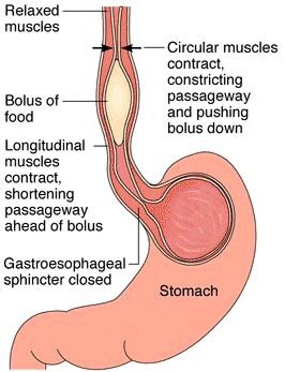 <p>Involuntary muscle contractions moving food through GIT.</p>