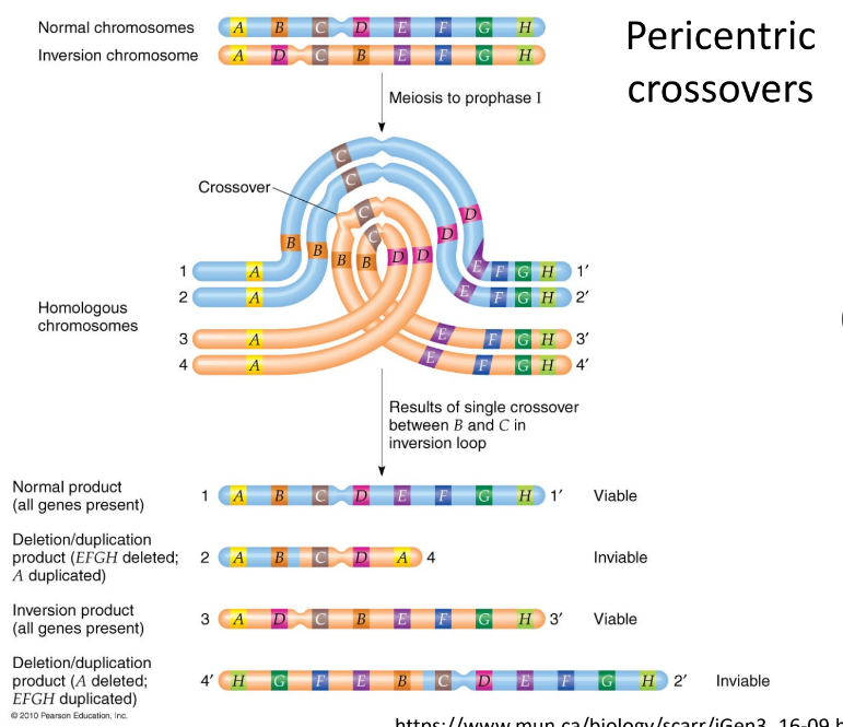 includes centromere inversion