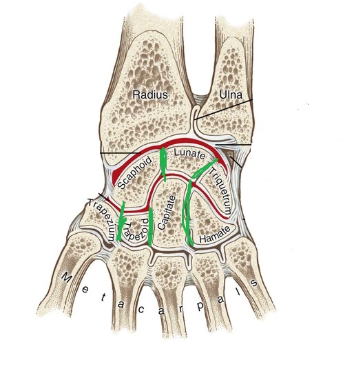 <p>what are the articulations between the adjacent carpal bones within either row (proximal or distal)? (green lines)</p>