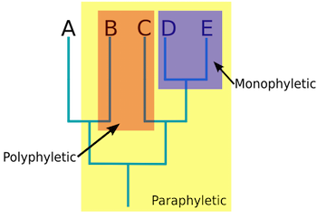 <p>Monphyletic/True Clade</p>