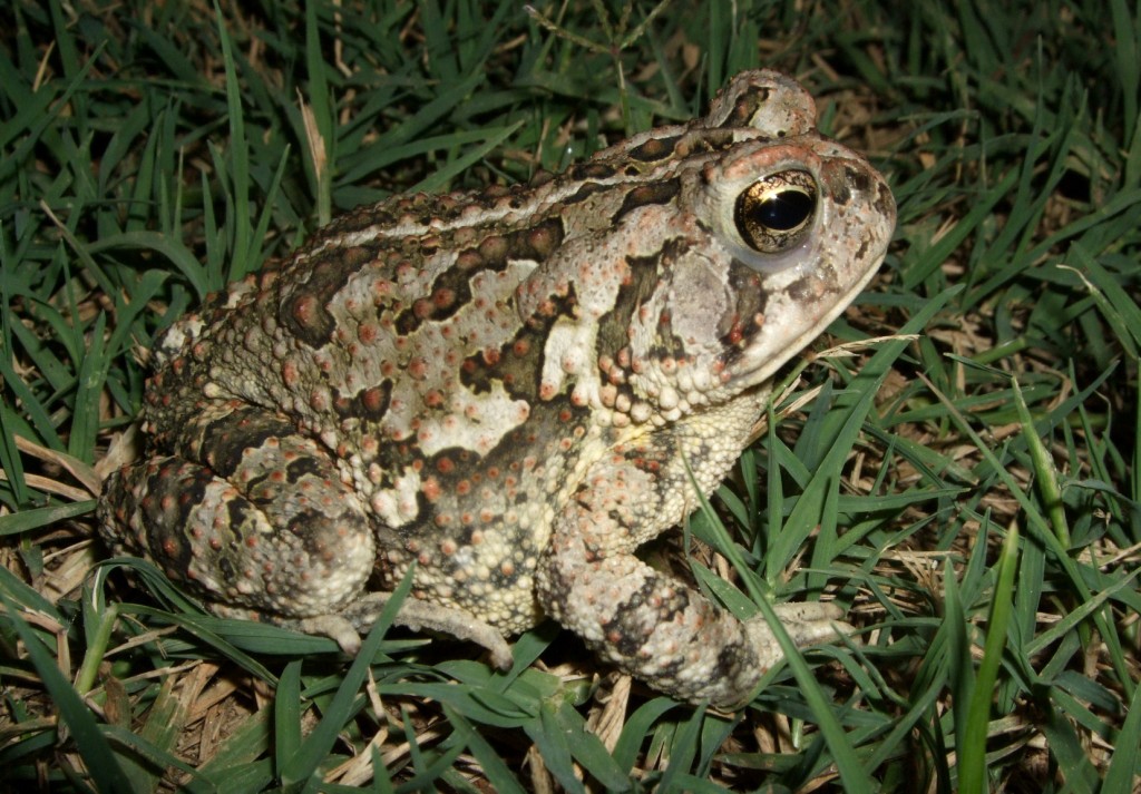 <p>Fowler’s Toad</p>