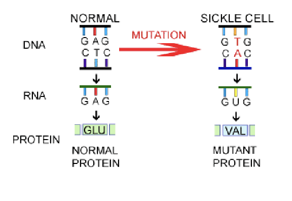 <p>a single change in the globin gene</p><p></p>