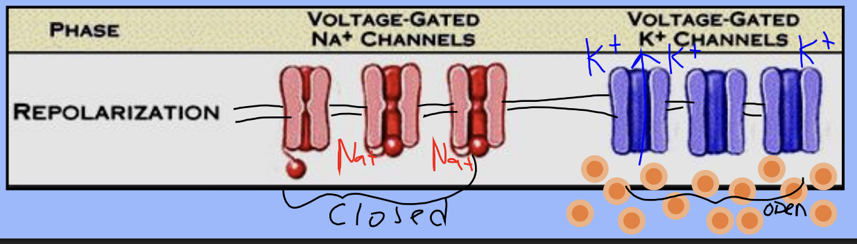 <p><strong>A:</strong> <strong>Sodium gates close</strong></p>