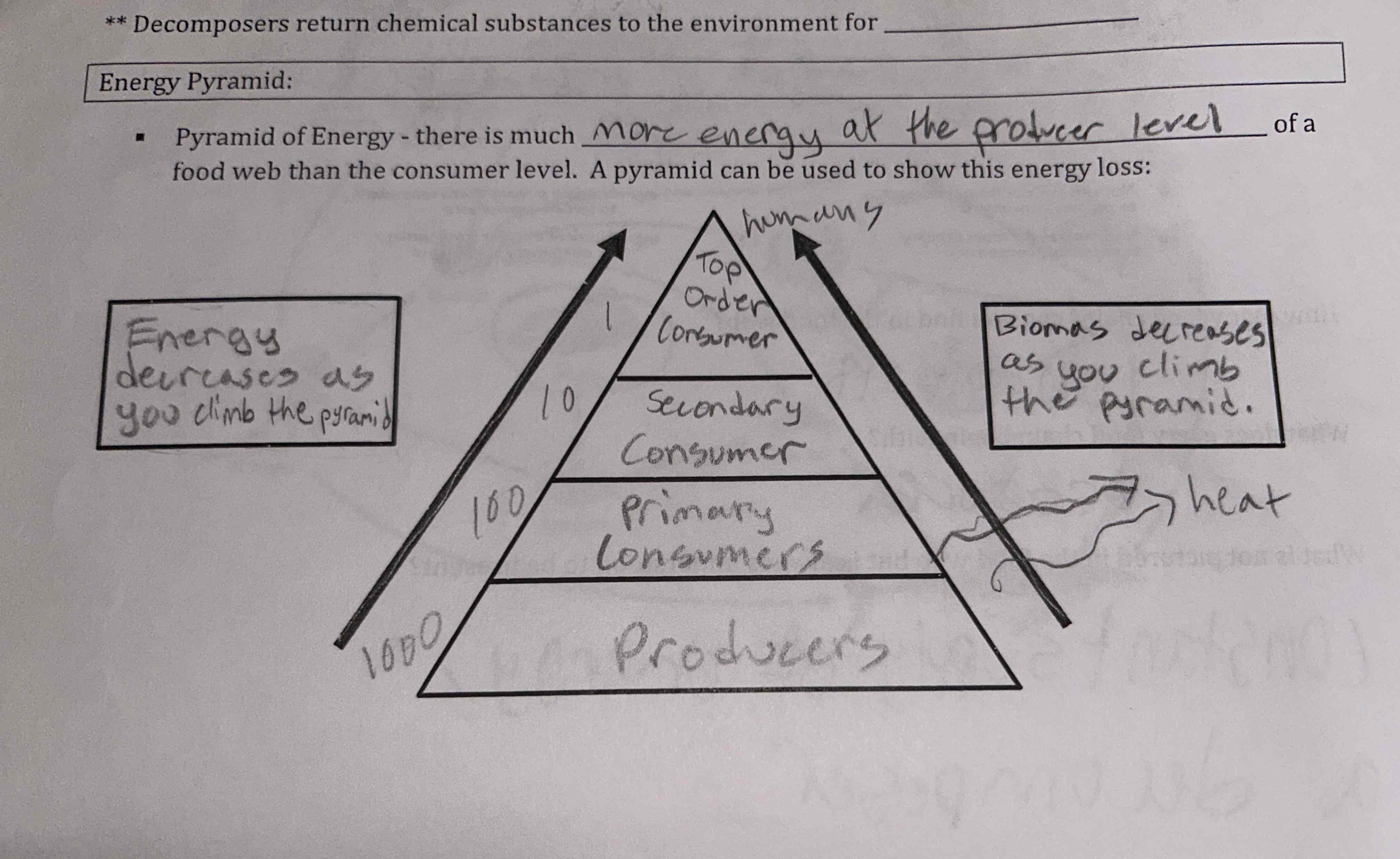 <p>Note that more energy is at the producer level and that primary consumers are herbivores </p>